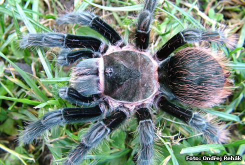 Brachypelma angustum - female