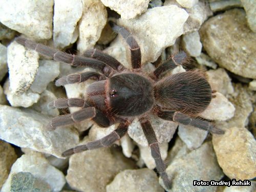 Acanthoscurria atrox - female 8.Fh (moult)