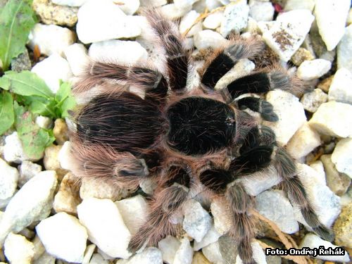 Acanthoscurria natalensis - Samice