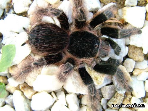 Acanthoscurria natalensis - Samice