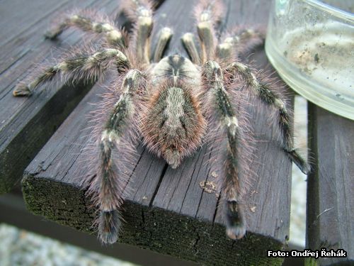 Poecilotheria regalis - male / male - indie !!
