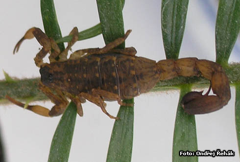 Lychas mucronatus - female