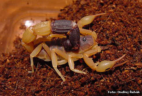 Parabuthus liosoma - male