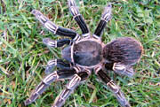 Aphonopelma seemanni Costa Rica