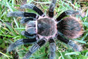 Brachypelma angustum