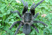 Haplopelma minax