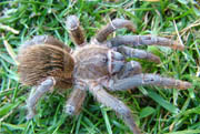 Aphonopelma crinirufum