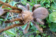 Aphonopelma spec
