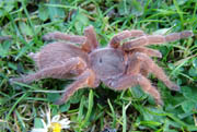 Chilobrachys bicolor