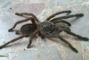 Chilobrachys spec. Penang