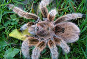 Grammostola rosea - Oranžová