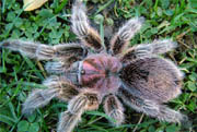 Grammostola rosea