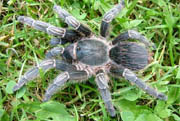 Aphonopelma seemanni - Guatemala