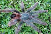 Avicularia braunshaseni