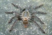 Haplopelma schmidti - dark form