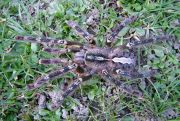 Poecilotheria ornata