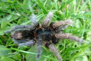 Plesiopelma longisternale