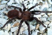 Sericopelma spec