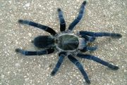 Haplopelma lividum -
