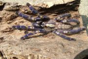 Poecilotheria metallica