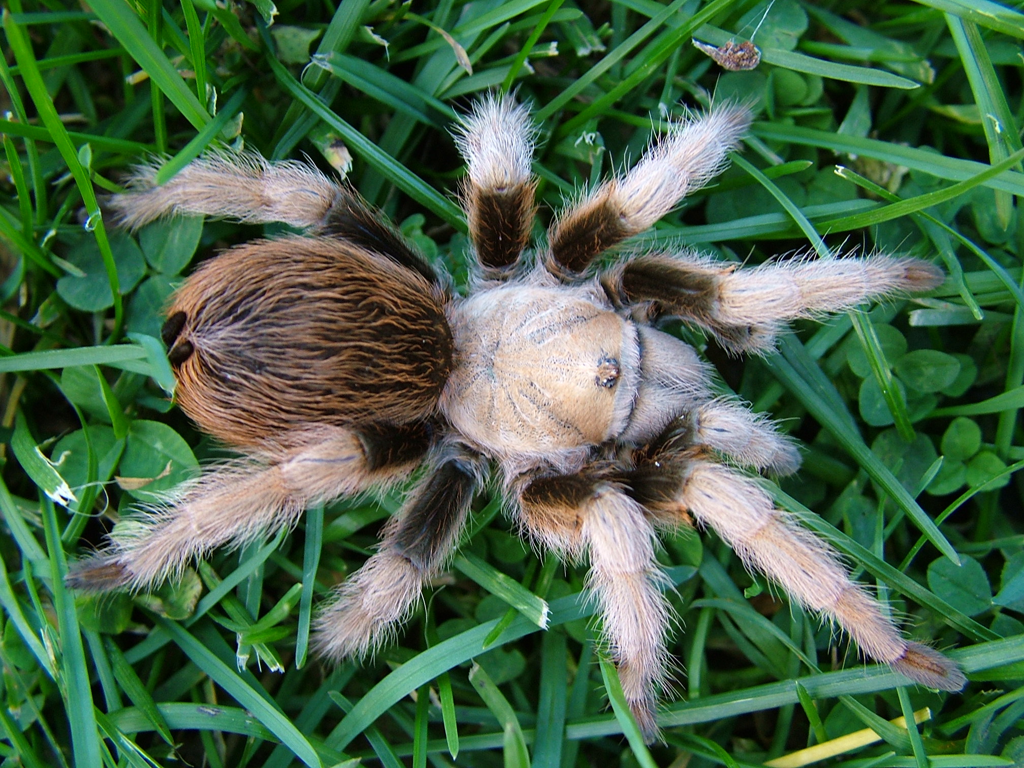 Aphonopelma clarki