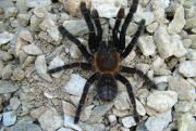 Lampropelma spec nigerrimum