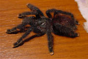 Avicularia azuraklaasi
