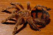 Avicularia minatrix