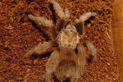 Aphonopelma smithi