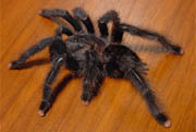 Avicularia velutina