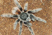 Acanthoscurria chacoana