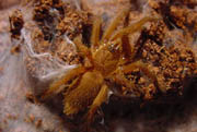 Chilobrachys andersoni