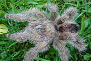 Avicularia aurantiaca