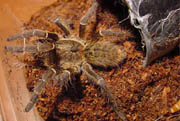 Ceratogyrus bechuanicus