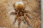 Theraphosa blondii