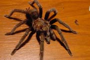Aphonopelma caniceps