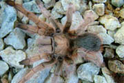 Aphonopelma chalcodes