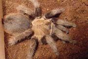 Aphonopelma crinitum