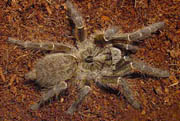 Ceratogyrus darlingi
