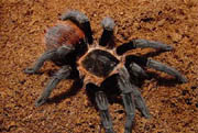 Brachypelma epicureanum