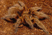 Grammostola spec.