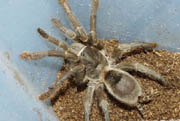 Grammostola mendozae