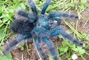Avicularia geroldi