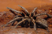 Haplopelma albostriatum