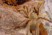 Chilobrachys huahini