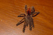 Avicularia huriana