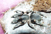 Selenopelma kovariki