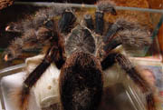 Avicularia metallica