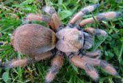 Aphonopelma moderatum