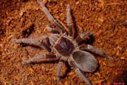 Acanthoscurria musculosa